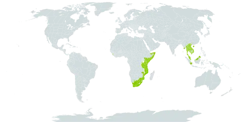 Hunteria zeylanica world distribution map, present in China, Indonesia, India, Kenya, Cambodia, Lao People's Democratic Republic, Sri Lanka, Myanmar, Mozambique, Malaysia, Somalia, Thailand, Tanzania, United Republic of, Viet Nam, and South Africa
