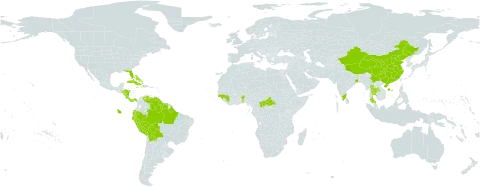 Hura crepitans world distribution map, present in Benin, Bahamas, Bolivia (Plurinational State of), Brazil, Central African Republic, China, Costa Rica, Cuba, Dominica, Ecuador, Guinea, Guinea-Bissau, Guyana, Honduras, Haiti, India, Jamaica, Nicaragua, Panama, Peru, Puerto Rico, Suriname, Thailand, United States of America, and Venezuela (Bolivarian Republic of)