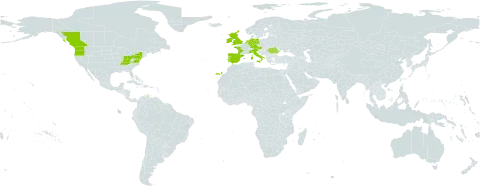 Hyacinthoides non-scripta world distribution map, present in Austria, Canada, Germany, Spain, Falkland Islands (Malvinas), France, United Kingdom of Great Britain and Northern Ireland, Ireland, Italy, Netherlands, Portugal, Romania, and United States of America