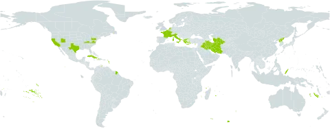 Hyacinthus world distribution map, present in Cuba, Cyprus, France, Greece, Haiti, Iran (Islamic Republic of), Iraq, Italy, Netherlands, Palau, Korea (Democratic People's Republic of), Turks and Caicos Islands, Turkmenistan, and United States of America