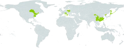 Hydrangea paniculata world distribution map, present in Canada, China, Italy, Japan, Poland, Korea (Democratic People's Republic of), Russian Federation, Slovakia, Taiwan, Province of China, and United States of America