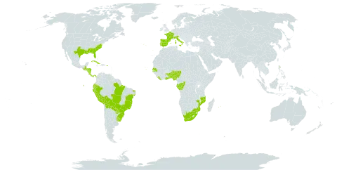 Hydrocotyle bonariensis world distribution map, present in Åland Islands, Benin, Bolivia (Plurinational State of), Brazil, Congo, Cabo Verde, Costa Rica, Cuba, Ecuador, Spain, France, Gabon, Ghana, Guatemala, Honduras, Italy, Liberia, Mozambique, Mauritius, Norfolk Island, Nigeria, Nicaragua, Panama, Peru, Puerto Rico, Portugal, Paraguay, Réunion, Senegal, Togo, Uruguay, United States of America, and South Africa
