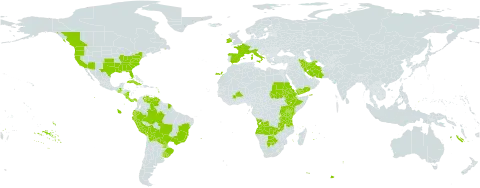 Hydrocotyle ranunculoides world distribution map, present in Angola, Åland Islands, Burkina Faso, Bolivia (Plurinational State of), Brazil, Botswana, Canada, Costa Rica, Cuba, Ecuador, Eritrea, Spain, Ethiopia, France, Guatemala, Ireland, Iran (Islamic Republic of), Italy, Kenya, Nicaragua, Panama, Peru, Palau, Paraguay, Rwanda, Sudan, Tanzania, United Republic of, Uganda, Uruguay, United States of America, Venezuela (Bolivarian Republic of), Yemen, and Zambia