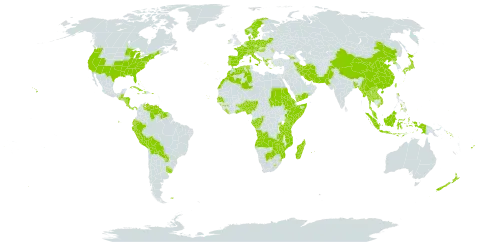 Hydrocotyle world distribution map, present in Angola, Åland Islands, Albania, Andorra, Austria, Benin, Burkina Faso, Bangladesh, Bahamas, Belarus, Belize, Bermuda, Bolivia (Plurinational State of), Botswana, Switzerland, China, Congo, Cabo Verde, Costa Rica, Cuba, Czech Republic, Germany, Dominica, Denmark, Algeria, Ecuador, Eritrea, Spain, Ethiopia, Fiji, Falkland Islands (Malvinas), France, Micronesia (Federated States of), Gabon, Georgia, Ghana, Guinea, Gambia, Greece, Guatemala, Guyana, Honduras, Haiti, Hungary, Indonesia, Ireland, Iran (Islamic Republic of), Italy, Jamaica, Japan, Kenya, Lao People's Democratic Republic, Liberia, Lesotho, Morocco, Moldova (Republic of), Madagascar, Myanmar, Mozambique, Mauritius, Malaysia, Norfolk Island, Nigeria, Nicaragua, Netherlands, Norway, Nepal, New Zealand, Pakistan, Panama, Peru, Philippines, Palau, Poland, Puerto Rico, Korea (Democratic People's Republic of), Portugal, Paraguay, Réunion, Rwanda, Sudan, Senegal, Solomon Islands, Somalia, Suriname, Sweden, eSwatini, Turks and Caicos Islands, Togo, Thailand, Taiwan, Province of China, Tanzania, United Republic of, Uganda, Uruguay, United States of America, Venezuela (Bolivarian Republic of), Viet Nam, Yemen, Zambia, and Zimbabwe