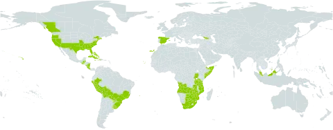 Hydrocotyle verticillata world distribution map, present in Angola, Åland Islands, Bahamas, Belize, Bermuda, Bolivia (Plurinational State of), Brazil, Botswana, Canada, Cabo Verde, Costa Rica, Cuba, Dominica, Spain, Georgia, Guatemala, Haiti, Jamaica, Mozambique, Malaysia, Nicaragua, Peru, Puerto Rico, Paraguay, Somalia, Tanzania, United Republic of, Uganda, Uruguay, United States of America, South Africa, Zambia, and Zimbabwe