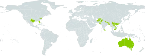 Hygrophila polysperma world distribution map, present in Afghanistan, Australia, Bangladesh, Bhutan, China, India, Lao People's Democratic Republic, Sri Lanka, Myanmar, Nepal, Pakistan, United States of America, and Viet Nam
