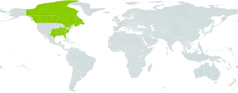 Hylodesmum pauciflorum world distribution map, present in Canada and United States of America