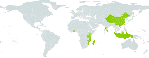 Hymenaea verrucosa world distribution map, present in China, Ghana, Indonesia, India, Kenya, Sri Lanka, Madagascar, Mozambique, Mauritius, Malaysia, Mayotte, Réunion, Seychelles, Taiwan, Province of China, and Tanzania, United Republic of