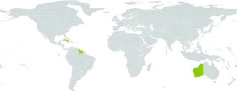Hymenocallis caribaea world distribution map, present in Australia, Bermuda, Cuba, Guyana, Jamaica, and Suriname