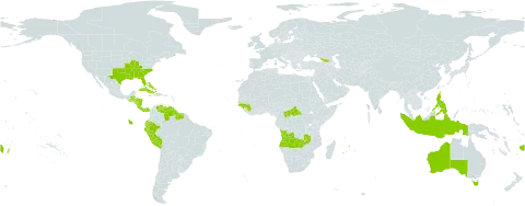 Hymenocallis world distribution map, present in Angola, Åland Islands, Australia, Bahamas, Belize, Bermuda, Central African Republic, Cook Islands, Costa Rica, Cuba, Cayman Islands, Dominica, Ecuador, Fiji, Georgia, Guinea, Gambia, Guinea-Bissau, Guatemala, Guyana, Honduras, Haiti, Indonesia, Jamaica, Mauritius, Nicaragua, Nauru, Panama, Peru, Philippines, Puerto Rico, Suriname, Seychelles, Tonga, United States of America, Venezuela (Bolivarian Republic of), Samoa, and Zambia
