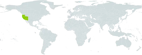 Hymenoxys lemmonii world distribution map, present in United States of America