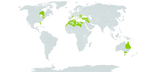Hyoscyamus albus world distribution map, present in Albania, Australia, Bulgaria, Bosnia and Herzegovina, Canada, Cyprus, Algeria, Egypt, Spain, France, Gibraltar, Greece, Croatia, Iraq, Israel, Italy, Lebanon, Libya, Morocco, North Macedonia, Montenegro, Portugal, Romania, Saudi Arabia, Serbia, Slovenia, Syrian Arab Republic, Tunisia, Turkey, Ukraine, and United States of America