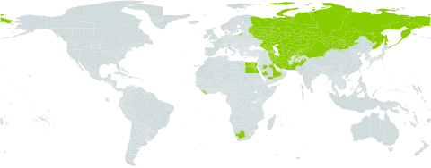 Hyoscyamus pusillus world distribution map, present in Afghanistan, Armenia, Azerbaijan, China, Egypt, Georgia, India, Iran (Islamic Republic of), Israel, Kazakhstan, Kyrgyzstan, Kuwait, Liberia, Mongolia, Pakistan, Russian Federation, Saudi Arabia, Tajikistan, Turkmenistan, Uzbekistan, and South Africa