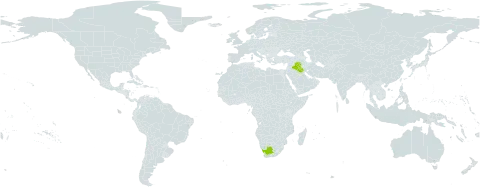 Hypecoum angustilobum world distribution map, present in Iraq and South Africa