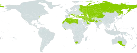 Hypecoum pendulum world distribution map, present in Afghanistan, Armenia, Australia, Azerbaijan, Bulgaria, Bahrain, China, Cyprus, Algeria, Spain, France, Georgia, Greece, Croatia, India, Iran (Islamic Republic of), Iraq, Israel, Italy, Kazakhstan, Kyrgyzstan, Kuwait, Liberia, Libya, Morocco, North Macedonia, Nepal, Pakistan, Russian Federation, Saudi Arabia, Syrian Arab Republic, Tajikistan, Turkmenistan, Tunisia, Turkey, Ukraine, United States of America, Uzbekistan, and South Africa