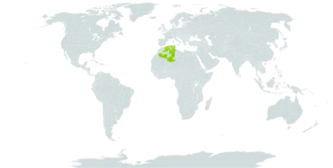 Hypericum afrum world distribution map, present in Algeria and Tunisia