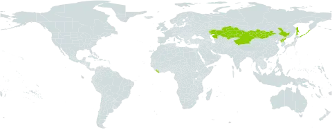Hypericum ascyron subsp. gebleri world distribution map, present in China, Kazakhstan, Liberia, Mongolia, Korea (Democratic People's Republic of), and Russian Federation