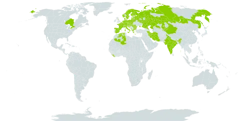 Hypericum hirsutum world distribution map, present in Albania, Austria, Azerbaijan, Belgium, Bulgaria, Belarus, Canada, Switzerland, China, Czech Republic, Germany, Denmark, Algeria, Spain, Estonia, Finland, France, United Kingdom of Great Britain and Northern Ireland, Greece, Croatia, Hungary, India, Iran (Islamic Republic of), Italy, Kazakhstan, Kyrgyzstan, Liberia, Liechtenstein, Lithuania, Luxembourg, Latvia, North Macedonia, Montenegro, Netherlands, Norway, Poland, Romania, Russian Federation, Serbia, Slovakia, Slovenia, Sweden, and Ukraine