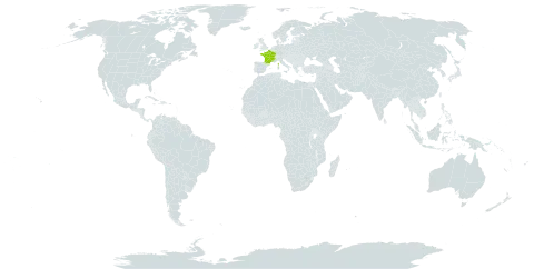 Hypericum maculatum world distribution map, present in France