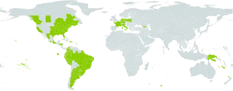 Hypericum mutilum subsp. mutilum world distribution map, present in Argentina, Brazil, Canada, Colombia, Germany, Dominican Republic, Ecuador, France, Georgia, Honduras, Italy, Mexico, New Zealand, Peru, Papua New Guinea, Poland, Portugal, Paraguay, Uruguay, and United States of America