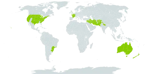 Hypericum perforatum world distribution map, present in Afghanistan, American Samoa, Australia, Brazil, France, United Kingdom of Great Britain and Northern Ireland, India, Iran (Islamic Republic of), Iraq, New Zealand, Pakistan, Syrian Arab Republic, and United States of America