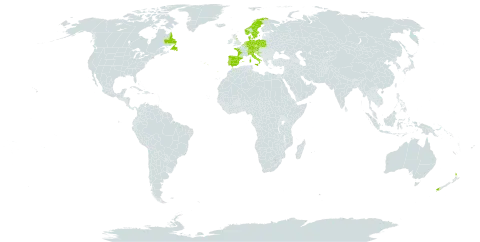 Hypericum pulchrum world distribution map, present in Austria, Belgium, Canada, Switzerland, Czech Republic, Germany, Denmark, Spain, France, United Kingdom of Great Britain and Northern Ireland, Croatia, Italy, Luxembourg, Netherlands, Norway, New Zealand, Poland, Portugal, Saint Pierre and Miquelon, and Sweden