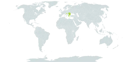 Hypericum umbellatum world distribution map, present in Bulgaria, Greece, Croatia, and Romania
