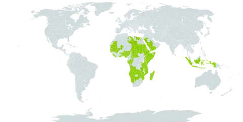 Hyphaene world distribution map, present in Angola, Benin, Burkina Faso, Botswana, Central African Republic, Congo, Cabo Verde, Djibouti, Egypt, Eritrea, Ethiopia, Gabon, Ghana, Gambia, Guinea-Bissau, Indonesia, Kenya, Liberia, Libya, Madagascar, Mali, Mozambique, Mauritania, Namibia, Nigeria, Palau, Rwanda, Saudi Arabia, Sudan, Senegal, Singapore, Sierra Leone, Somalia, Chad, Togo, Tanzania, United Republic of, Yemen, Zambia, and Zimbabwe