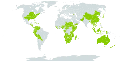 Hypoxis world distribution map, present in Angola, Åland Islands, Australia, Burkina Faso, Bangladesh, Bahamas, Belize, Bolivia (Plurinational State of), Botswana, Central African Republic, China, Congo, Colombia, Costa Rica, Cuba, Dominica, Ecuador, Eritrea, Ethiopia, Micronesia (Federated States of), Gabon, Georgia, Ghana, Guinea, Guatemala, Honduras, Haiti, Indonesia, Jamaica, Japan, Kenya, Lao People's Democratic Republic, Liberia, Lesotho, Madagascar, Myanmar, Mozambique, Mauritius, Malaysia, Namibia, Nigeria, Nicaragua, Nepal, New Zealand, Pakistan, Panama, Peru, Philippines, Puerto Rico, Korea (Democratic People's Republic of), Paraguay, Réunion, Rwanda, Sudan, Sierra Leone, Somalia, eSwatini, Chad, Thailand, Tanzania, United Republic of, Uganda, United States of America, Venezuela (Bolivarian Republic of), Viet Nam, Yemen, South Africa, Zambia, and Zimbabwe