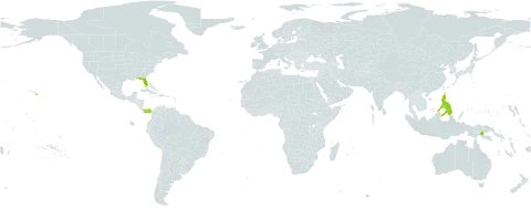 Hyptis pectinata world distribution map, present in American Samoa, Indonesia, Panama, Philippines, Papua New Guinea, and United States of America