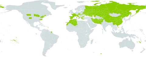 Hyssopus world distribution map, present in Afghanistan, Albania, Austria, Bulgaria, Belarus, Switzerland, China, Czech Republic, Algeria, Spain, France, Greece, Hungary, Iran (Islamic Republic of), Italy, Kazakhstan, Kyrgyzstan, Morocco, Montenegro, Pakistan, Russian Federation, Turks and Caicos Islands, Ukraine, and United States of America
