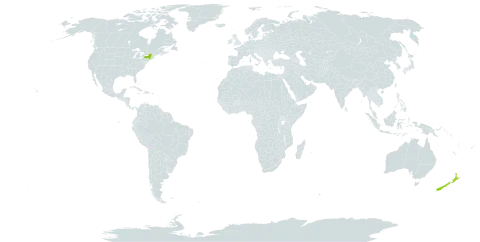Idesia world distribution map, present in New Zealand and United States of America