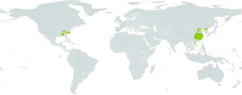 Ilex cornuta world distribution map, present in China, Korea (Democratic People's Republic of), and United States of America