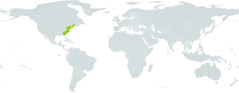 Ilex laevigata world distribution map, present in United States of America