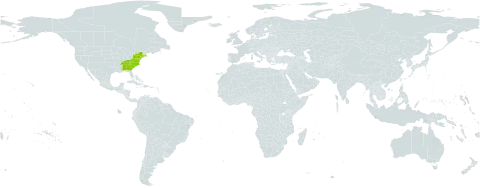 Ilex montana world distribution map, present in United States of America