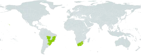 Ilex paraguariensis world distribution map, present in Argentina, Brazil, Paraguay, Seychelles, Uruguay, United States of America, and South Africa