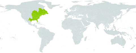 Ilex verticillata world distribution map, present in Canada, France, Saint Pierre and Miquelon, and United States of America