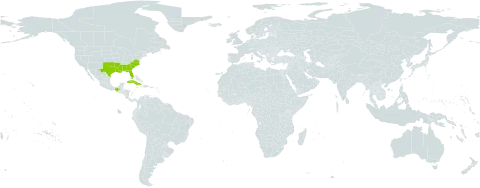 Ilex vomitoria world distribution map, present in Cuba, Mexico, and United States of America