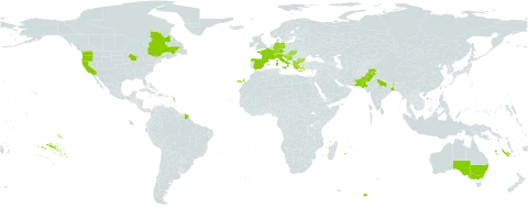 Impatiens balfourii world distribution map, present in Albania, Andorra, Australia, Bulgaria, Bosnia and Herzegovina, Canada, Switzerland, Germany, Spain, France, Greece, Croatia, Hungary, India, Italy, North Macedonia, Pakistan, Slovakia, Slovenia, and United States of America