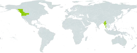Impatiens ecornuta world distribution map, present in Canada, Myanmar, and United States of America