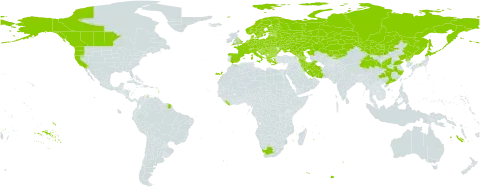 Impatiens noli-tangere world distribution map, present in Albania, Armenia, Austria, Azerbaijan, Belgium, Bulgaria, Bosnia and Herzegovina, Belarus, Canada, Switzerland, China, Czech Republic, Germany, Denmark, Spain, Estonia, Finland, France, United Kingdom of Great Britain and Northern Ireland, Georgia, Greece, Croatia, Hungary, Iran (Islamic Republic of), Italy, Japan, Kazakhstan, Kyrgyzstan, Liberia, Liechtenstein, Lithuania, Luxembourg, Latvia, North Macedonia, Montenegro, Mongolia, Netherlands, Norway, Poland, Korea (Democratic People's Republic of), Romania, Russian Federation, Serbia, Slovakia, Slovenia, Sweden, Ukraine, United States of America, and South Africa