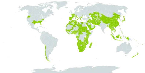 Imperata cylindrica world distribution map, present in Afghanistan, Angola, Åland Islands, Albania, Andorra, Benin, Burkina Faso, Bangladesh, Bulgaria, Botswana, Central African Republic, Chile, China, Congo, Comoros, Cyprus, Algeria, Egypt, Spain, Ethiopia, Fiji, France, Gabon, Georgia, Ghana, Guinea, Gambia, Guinea-Bissau, Greece, Indonesia, Iran (Islamic Republic of), Iraq, Italy, Japan, Kazakhstan, Kenya, Kyrgyzstan, Kuwait, Lao People's Democratic Republic, Liberia, Libya, Lesotho, Morocco, Moldova (Republic of), Madagascar, Mali, Myanmar, Mozambique, Mauritius, Namibia, Norfolk Island, Nigeria, Nepal, New Zealand, Oman, Pakistan, Philippines, Palau, Korea (Democratic People's Republic of), Portugal, Rwanda, Saudi Arabia, Sudan, Senegal, Singapore, Solomon Islands, Sierra Leone, eSwatini, Turks and Caicos Islands, Chad, Togo, Thailand, Turkmenistan, Tonga, Tunisia, Taiwan, Province of China, Tanzania, United Republic of, Uganda, United States of America, Uzbekistan, Viet Nam, Vanuatu, Wallis and Futuna, Samoa, Yemen, South Africa, Zambia, and Zimbabwe