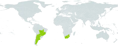 Indigofera bongardiana world distribution map, present in Argentina, Brazil, Paraguay, and South Africa