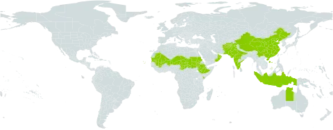 Indigofera cordifolia world distribution map, present in Afghanistan, Australia, China, Cabo Verde, Ethiopia, Indonesia, India, Kenya, Mali, Mauritania, Niger, Oman, Pakistan, Sudan, Chad, and Timor-Leste
