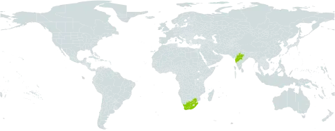 Indigofera deccanensis world distribution map, present in India and South Africa