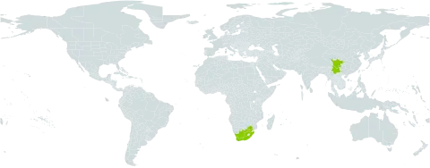 Indigofera dolichochaete world distribution map, present in China and South Africa