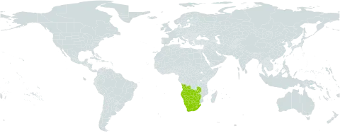Indigofera filipes world distribution map, present in Angola, Botswana, Lesotho, Namibia, South Africa, Zambia, and Zimbabwe