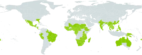 Indigofera hirsuta world distribution map, present in Angola, American Samoa, Australia, Burundi, Benin, Bonaire, Sint Eustatius and Saba, Bangladesh, Brazil, Barbados, Botswana, Central African Republic, China, Côte d'Ivoire, Cameroon, Congo, Comoros, Cabo Verde, Costa Rica, Ethiopia, Fiji, Gabon, Ghana, Guinea, Guinea-Bissau, Equatorial Guinea, Guatemala, French Guiana, Guyana, Indonesia, India, Kenya, Cambodia, Lao People's Democratic Republic, Liberia, Sri Lanka, Madagascar, Mexico, Mali, Myanmar, Mozambique, Malawi, Malaysia, Namibia, Niger, Nigeria, Nicaragua, Niue, Nauru, Peru, Philippines, Papua New Guinea, Réunion, Sudan, Senegal, Singapore, Sierra Leone, El Salvador, Chad, Togo, Thailand, Taiwan, Province of China, Tanzania, United Republic of, Uganda, United States of America, Viet Nam, South Africa, Zambia, and Zimbabwe