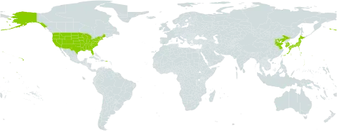 Indigofera kirilowii world distribution map, present in China, Japan, Korea (Republic of), and United States of America