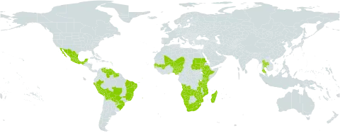 Indigofera microcarpa world distribution map, present in Angola, American Samoa, Bonaire, Sint Eustatius and Saba, Bolivia (Plurinational State of), Brazil, Ethiopia, Ghana, French Guiana, Guyana, Kenya, Lesotho, Madagascar, Mexico, Mali, Mozambique, Namibia, Niger, Nigeria, Peru, Paraguay, Sudan, Senegal, Suriname, Thailand, Tanzania, United Republic of, Venezuela (Bolivarian Republic of), South Africa, Zambia, and Zimbabwe